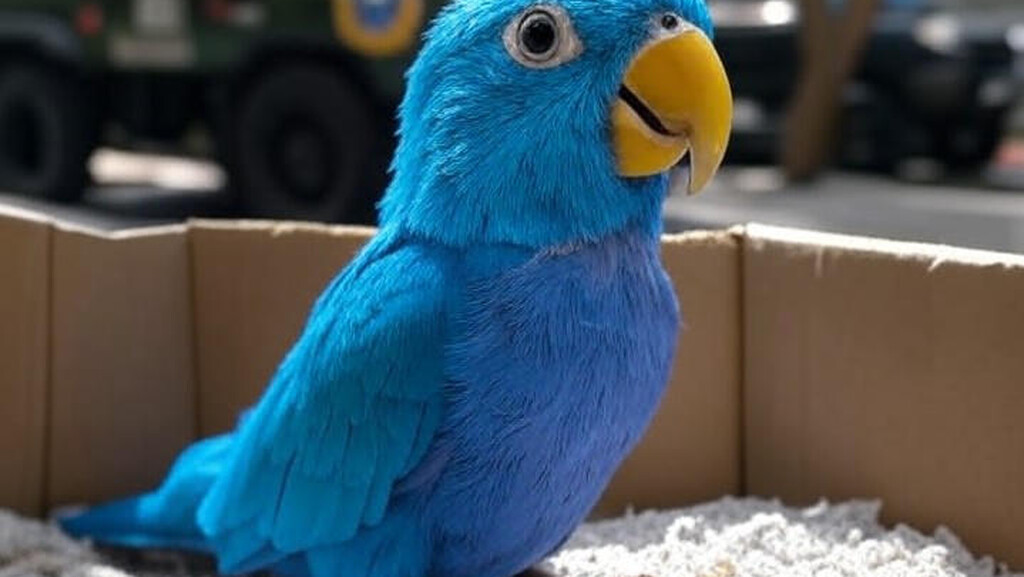 Filhote de arara-canindé ganha nova chance em resgate emocionante no Distrito Federal