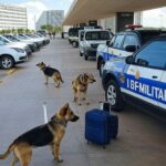 Viaturas da PMDF e cães farejadores na Rodoviária de Brasília em operação contra tráfico de drogas.