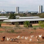 Granja avícola no DF com vista para Brasília, homenageando apoio ao setor de avicultura.