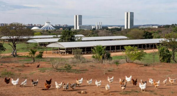 Granja avícola no DF com vista para Brasília, homenageando apoio ao setor de avicultura.