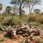 Filhotes de saruê resgatados no cerrado de Brasília