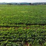 Lavouras de soja no cerrado representando homenagem simbólica da CLDF ao agro