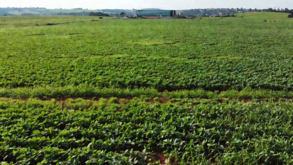 Lavouras de soja no cerrado representando homenagem simbólica da CLDF ao agro