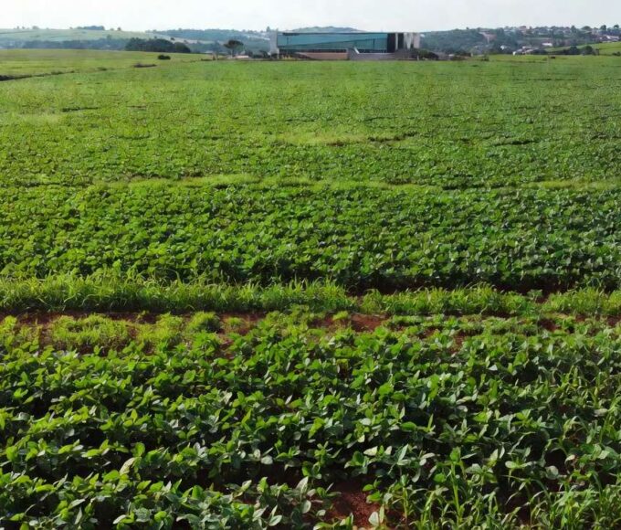 Lavouras de soja no cerrado representando homenagem simbólica da CLDF ao agro