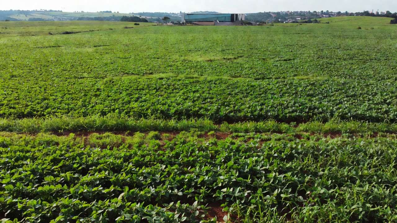 Lavouras de soja no cerrado representando homenagem simbólica da CLDF ao agro