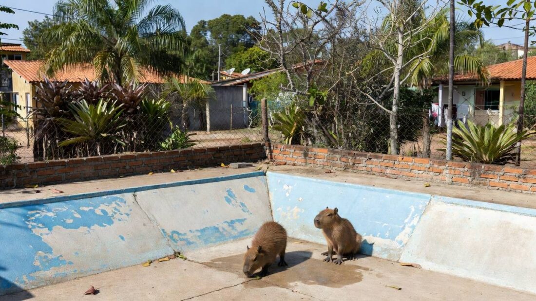 Filhotes de capivara em piscina vazia no Lago Norte, Brasília