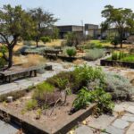 Jardim terapêutico em Brasília com vegetação nativa e aspecto de abandono, simbolizando lei sem orçamento